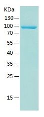 Recombinant Human VSIG4
