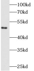 FGB antibody