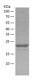 Recombinant Human EIF4EBP1
