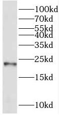 REEP1 antibody