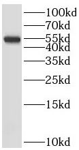 SRP54 antibody