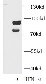 Phospho-STAT3 (Y705) antibody