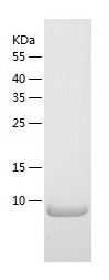 Recombinant Human XCL2