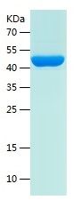 Recombinant Human BNIP1