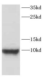 CARTPT antibody
