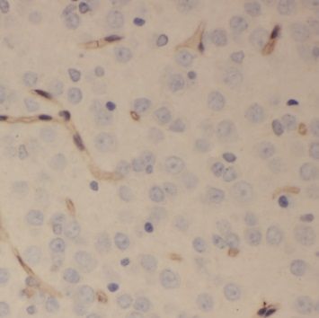 SCRG1 antibody