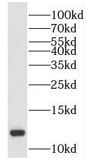 SH3BGRL2 antibody