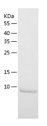 Recombinant Human EIF1B