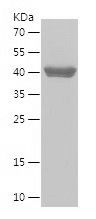 Recombinant Human ITIH3