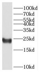 HMGB4 antibody