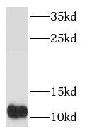 S100A5 antibody