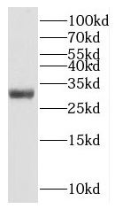 MTERF1 antibody