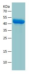 Recombinant Human Neurotrypsin