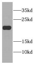CSRP2 antibody