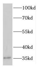 EFHD1 antibody