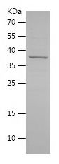 Recombinant Human HNRNPA1