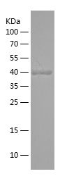 Recombinant Human GCG
