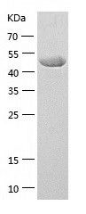 Recombinant Human FOXD3