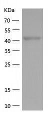 Recombinant Human MAPK8