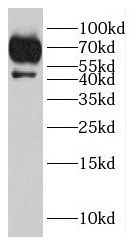 MYZAP antibody