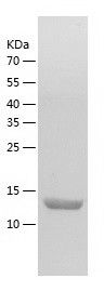 Recombinant Human HBQ1