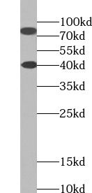 SH2B1 antibody