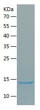 Recombinant Human CLEC9A