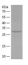 Recombinant Human NECAP2