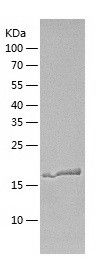 Recombinant Human PPP3R2