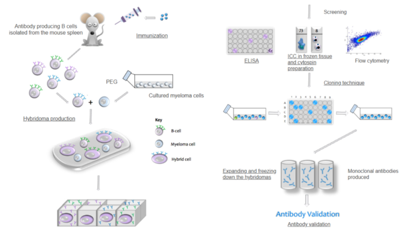 Clone ID Selection for Flow Cytometry Antibodies