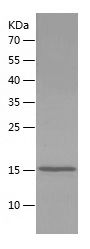 Recombinant Human BMP7