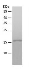Recombinant Human PNPO