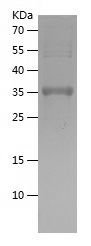 Recombinant Human GDF7