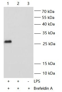 Mouse TNF-α (Tumor Necrosis Factor Alpha) QuickTest ELISA Kit