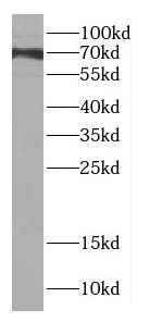 DMWD antibody