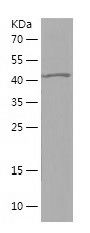Recombinant Bovine GH1