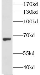 LSAMP antibody