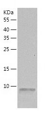 Recombinant Mouse Cxcl12