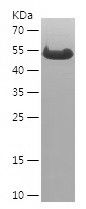 Recombinant Human SYVN1