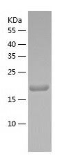 Recombinant Mouse Mesd