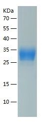 Recombinant Human CEACAM21