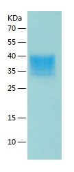 Recombinant Mouse CD16