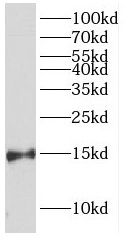 FABP7 antibody