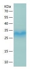 Recombinant Mouse Asprosin