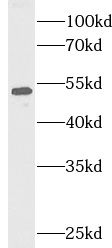 TRAF2 antibody