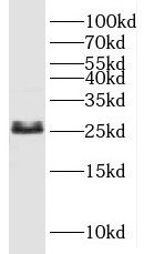 SNAP25 antibody