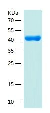 Recombinant Human ZFYVE16