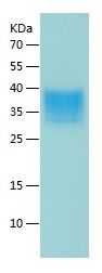 Recombinant Mouse SLAMF8