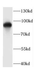 CDH7 antibody