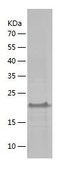 Recombinant Mouse VEGF 164